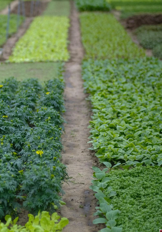 Fineblooms ventures Farm Consultancy