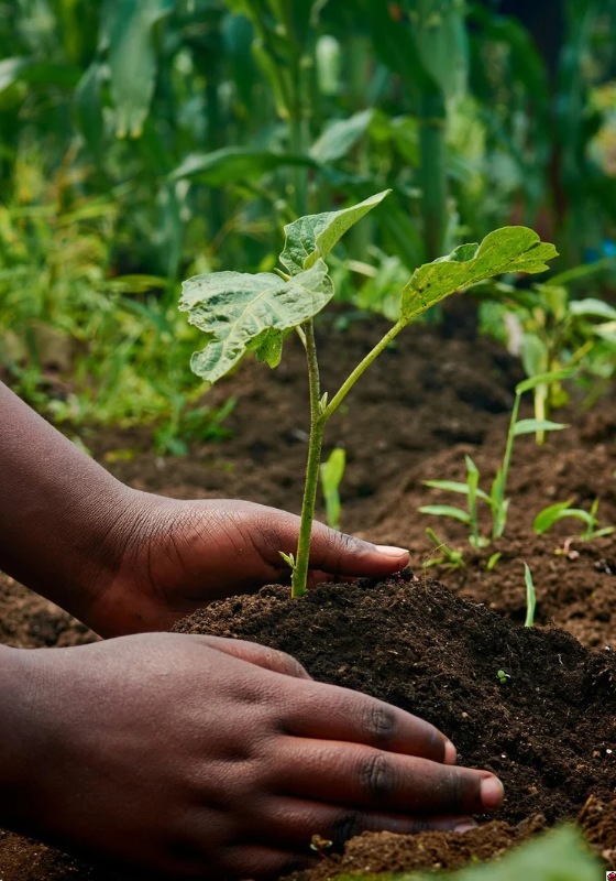 Fineblooms ventures Organic Fertilizer